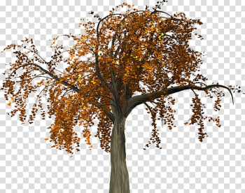 Twig Tree Trunk Autumn, tree transparent background PNG clipart