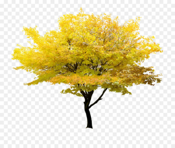Twig Tree Yellow Maple - Yellow Tree Twig Tree Yellow Maple - Yellow Tree