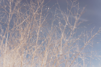 Twigs & Branches Free Photo Twigs & Branches Free Photo