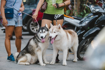 Two Adult Alaskan Malamutes Two Adult Alaskan Malamutes
