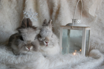 Two Beige Rabbits Beside Candle Lantern Two Beige Rabbits Beside Candle Lantern