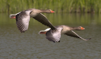 Two Birds in Flight Two Birds in Flight