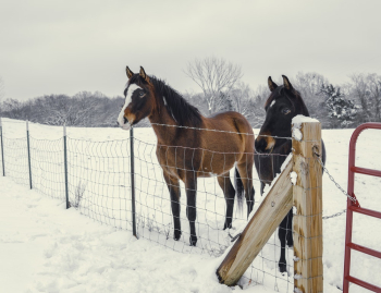 Two Black and Brown Horses Two Black and Brown Horses