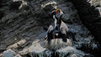 two black bird standing on rock formation photograph two black bird standing on rock formation photograph