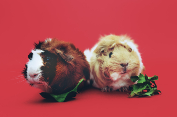 Two Brown and Beige Guinea Pigs Two Brown and Beige Guinea Pigs