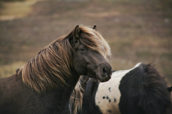 Two Brown and Black-and-white Horses Two Brown and Black-and-white Horses