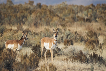 Two Brown-and-white Animals Two Brown-and-white Animals