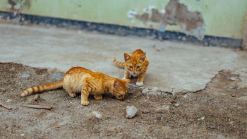 two brown cat on soil two brown cat on soil