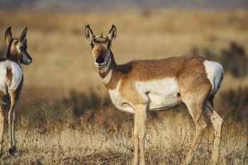 Two Brown Deer on Field Two Brown Deer on Field