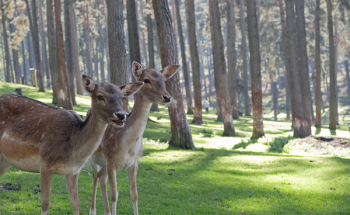 Two Brown Deer Standing in Forest Two Brown Deer Standing in Forest