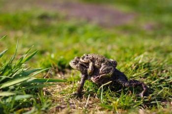 Two Brown Frogs on Grass Two Brown Frogs on Grass