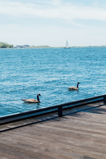 Two Brown geese Two Brown geese