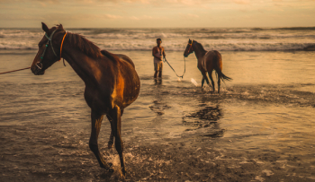 Two Brown Horse on Sea Two Brown Horse on Sea