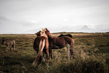 Two Brown Horses Two Brown Horses