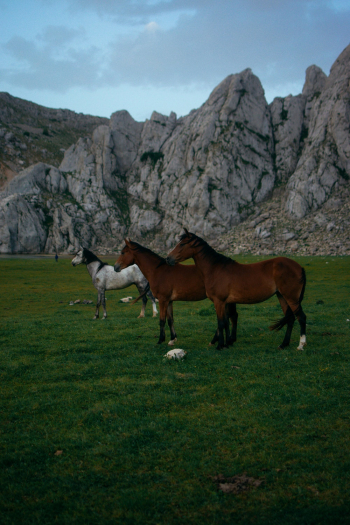 Two Brown Horses and Grey Two Brown Horses and Grey
