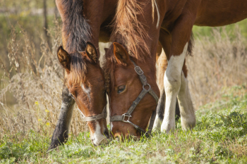 Two Brown Horses Feeding On Grass Two Brown Horses Feeding On Grass