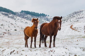 Two Brown Horses on Snowy Field Two Brown Horses on Snowy Field
