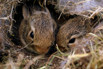 Two Brown Rabbits Two Brown Rabbits