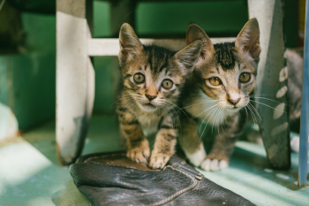 Two Brown Tabby Kittens Two Brown Tabby Kittens