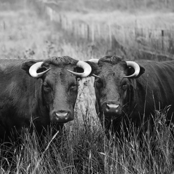 Two Buffalos Two Buffalos