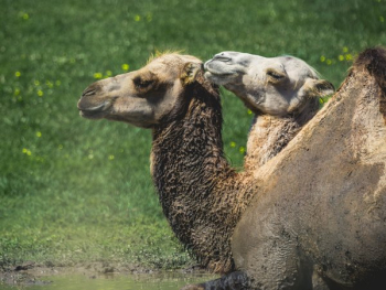 Two Camels Side By Side Square Two Camels Side By Side Square