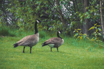 Two Canadian Geese On Green Grass Two Canadian Geese On Green Grass