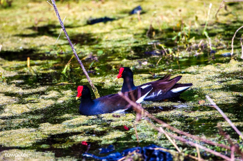 Two common gallinules swim through the algae-.. | Free public domain photo - 441146