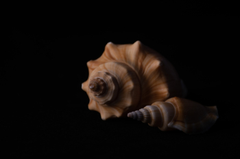 Two Conch Two Conch