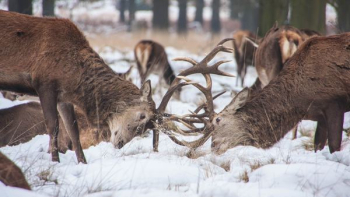 two deer fighting at middle of forest two deer fighting at middle of forest