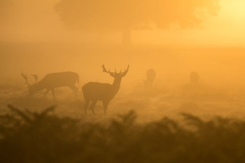 two deers silhouettes two deers silhouettes
