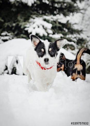 Two dogs playing Two dogs playing