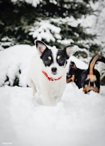 Two dogs playing | Free stock photo - 574792 Two dogs playing | Free stock photo - 574792