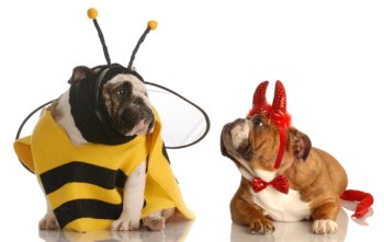 two english bulldogs dressed up as a bee and devil