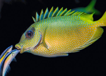 two fish peeking on mouth of yellow and green fish two fish peeking on mouth of yellow and green fish