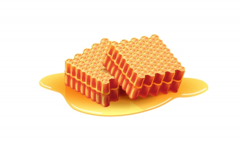 Two fresh sweet honeycombs. Apiary, dessert, ingredient. Beehive concept.