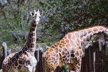 Two Giraffes Two Giraffes