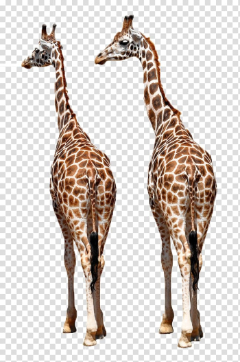 Two giraffes illustration, Reticulated giraffe Okapi Giraffe Family African wild dog Northern giraffe, Two giraffes transparent background PNG clipart