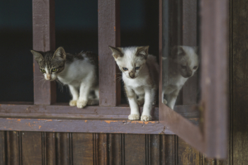 Two Gray Kittens on Window Sill Two Gray Kittens on Window Sill