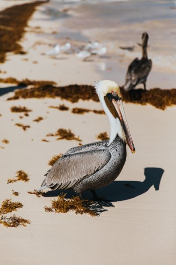 two gray pelican birds at the shore two gray pelican birds at the shore