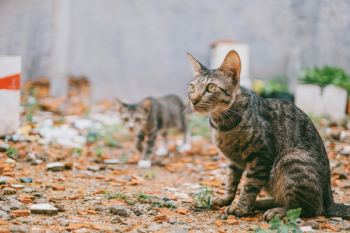 Two Gray Tabby Cats Outdoor Two Gray Tabby Cats Outdoor