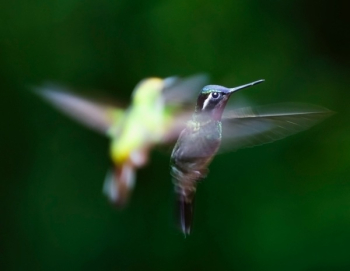 Two Green and Black Hummingbirds Two Green and Black Hummingbirds