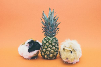 two guinea pigs beside pineapple fruit two guinea pigs beside pineapple fruit