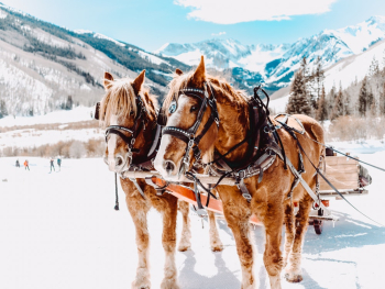 Two Horses Two Horses