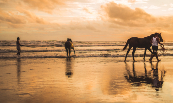 Two Horses on the Beach Two Horses on the Beach