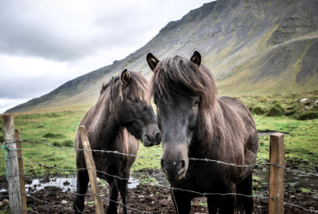Two Horses Standing on Grass Field Two Horses Standing on Grass Field