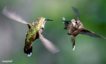 Two Hummingbirds fighting in mid air | Free stock photo - 426998 Two Hummingbirds fighting in mid air | Free stock photo - 426998