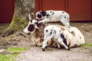 Two Lambs Two Lambs