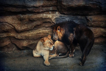 two lion and lioness near rock formation two lion and lioness near rock formation