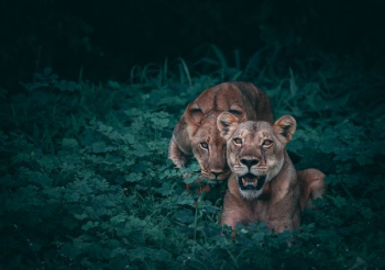 two lioness on green plants two lioness on green plants