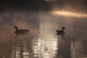 Two Mallard Ducks on Water Two Mallard Ducks on Water